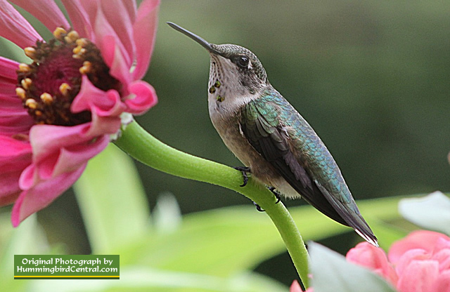 Ruby-Throated Hummingbird on guard